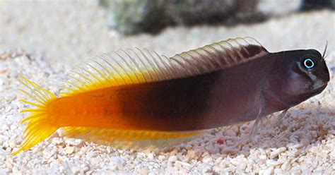 jennys fish shop|saltwater blenny species.